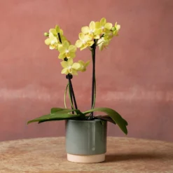 Phalaenopsis 'La Paz' -Deals Green4Ever Store pl2000048238 card3 lg