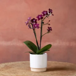 Phalaenopsis 'Hornglin Vicky' -Deals Green4Ever Store pl2000048239 card2 lg