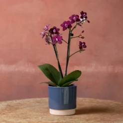 Phalaenopsis 'Hornglin Vicky' -Deals Green4Ever Store pl2000048239 card4 lg