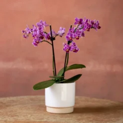 Phalaenopsis 'Take Five' -Deals Green4Ever Store pl2000048241 card2 lg