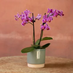 Phalaenopsis 'Take Five' -Deals Green4Ever Store pl2000048241 card3 lg