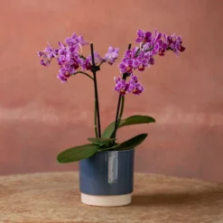 Phalaenopsis 'Take Five' -Deals Green4Ever Store pl2000048241 card4 lg