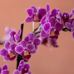 Phalaenopsis 'Take Five' -Deals Green4Ever Store pl2000048241 card6 lg