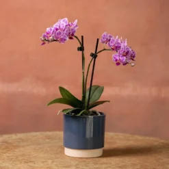 Phalaenopsis 'Pink Veins' -Deals Green4Ever Store pl2000048242 card3 lg