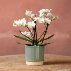 Phalaenopsis 'Zurich' -Deals Green4Ever Store pl2000048245 card3 lg