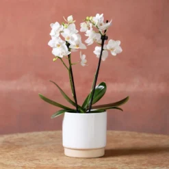 Phalaenopsis 'Bern' -Deals Green4Ever Store pl2000048246 card2 lg