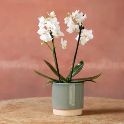 Phalaenopsis 'Bern' -Deals Green4Ever Store pl2000048246 card3 lg