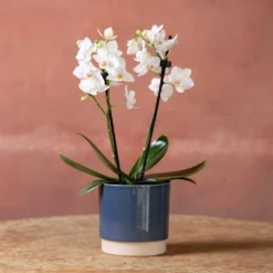 Phalaenopsis 'Bern' -Deals Green4Ever Store pl2000048246 card4 lg