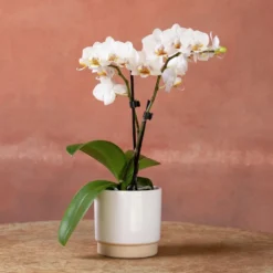 Phalaenopsis 'Puppy' -Deals Green4Ever Store pl2000048247 card2 lg