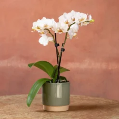 Phalaenopsis 'Puppy' -Deals Green4Ever Store pl2000048247 card3 lg