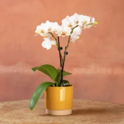 Phalaenopsis 'Puppy' -Deals Green4Ever Store pl2000048247 card5 lg