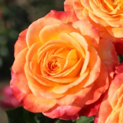 Rosa Meteor ('Korzeigar') (PBR) -Deals Green4Ever Store pl2000048254 card3 lg