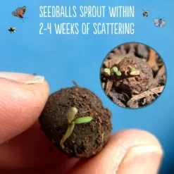 Seedballs Native Wildflowers For Shade -Deals Green4Ever Store pl2000048350 card5 lg