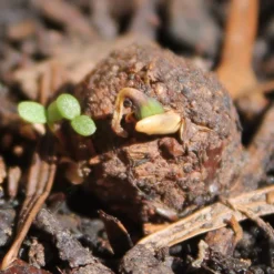 Seedballs Native Wildflowers For Shade -Deals Green4Ever Store pl2000048350 card6 lg