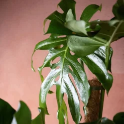 Monstera Deliciosa -Deals Green4Ever Store pl2000048359 card3 lg