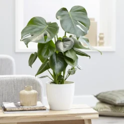 Monstera Deliciosa -Deals Green4Ever Store pl2000048359 card4 lg