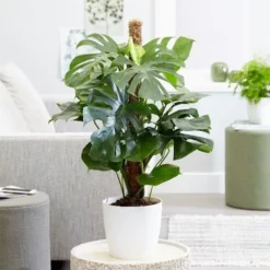 Monstera Deliciosa -Deals Green4Ever Store pl2000048359 card5 lg