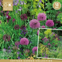 Allium Cottage Garden 'bulb Collection'