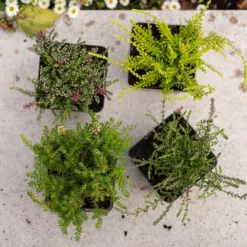 Heather Collection (4 Mixed Heathers) -Deals Green4Ever Store pl2000048439 card2 lg