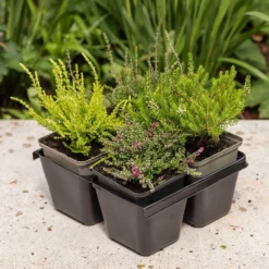 Heather Collection (4 Mixed Heathers) -Deals Green4Ever Store pl2000048439 card3 lg