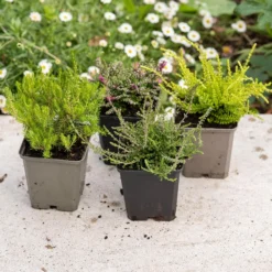 Heather Collection (4 Mixed Heathers) -Deals Green4Ever Store pl2000048439 card4 lg