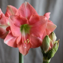 Hippeastrum 'Rosalie' -Deals Green4Ever Store pl2000048441 card2 lg