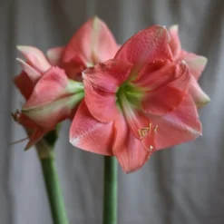 Hippeastrum 'Rosalie' -Deals Green4Ever Store pl2000048441 card3 lg