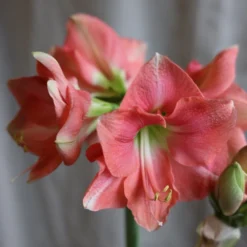 Hippeastrum 'Rosalie' -Deals Green4Ever Store pl2000048441 card4 lg