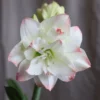 Hippeastrum 'Amadeus Candy' (PBR)