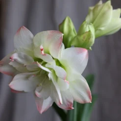 Hippeastrum 'Amadeus Candy' (PBR) -Deals Green4Ever Store pl2000048442 card2 lg