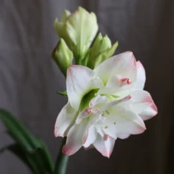 Hippeastrum 'Amadeus Candy' (PBR) -Deals Green4Ever Store pl2000048442 card3 lg