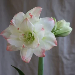 Hippeastrum 'Amadeus Candy' (PBR) -Deals Green4Ever Store pl2000048442 card4 lg
