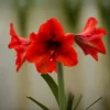 Hippeastrum 'Ferrari'
