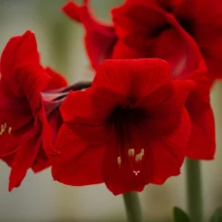 Hippeastrum 'Ferrari' -Deals Green4Ever Store pl2000048444 card2 lg