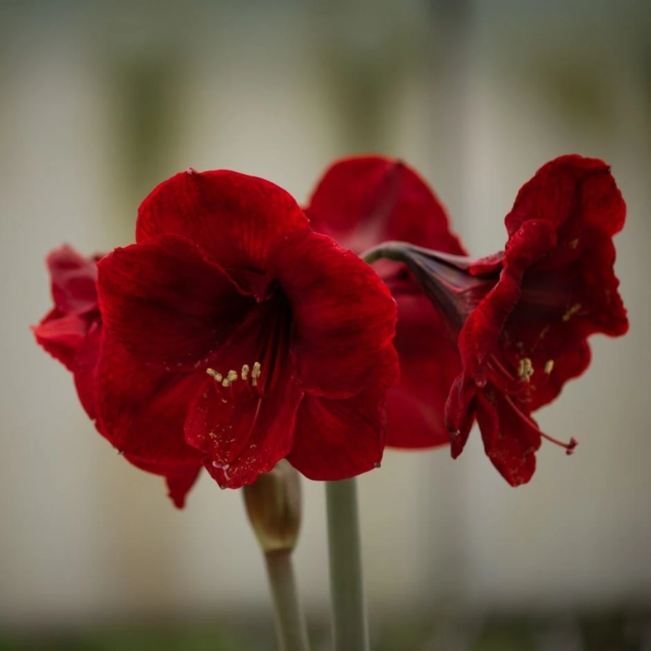 Hippeastrum 'Red Paradise' 1 Hippeastrum 'Red Paradise'