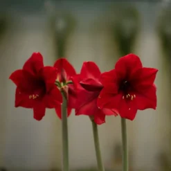 Hippeastrum 'Red Paradise' 3 Hippeastrum 'Red Paradise' -Deals Green4Ever Store pl2000048445 card2 lg