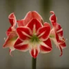 Hippeastrum 'Spartacus'