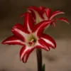 Hippeastrum (Double Galaxy Group) 'Splash' (PBR)