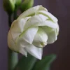 Hippeastrum 'White Amadeus' (PBR)