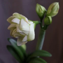 Hippeastrum 'White Amadeus' (PBR) -Deals Green4Ever Store pl2000048514 card3 lg