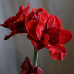 Hippeastrum (Double Galaxy Group) Cherry Nymph ('Chernym') (PBR) -Deals Green4Ever Store pl2000048515 card3 lg