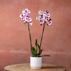 Phalaenopsis 'Marakesh' -Deals Green4Ever Store pl2000048820 card2 lg