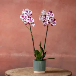 Phalaenopsis 'Marakesh' -Deals Green4Ever Store pl2000048820 card3 lg