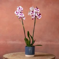 Phalaenopsis 'Marakesh' -Deals Green4Ever Store pl2000048820 card4 lg