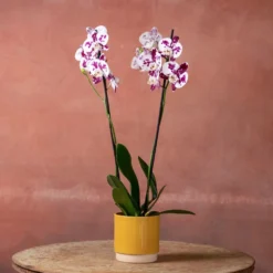 Phalaenopsis 'Marakesh' -Deals Green4Ever Store pl2000048820 card5 lg