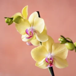 Phalaenopsis 'Golden Cheetah' -Deals Green4Ever Store pl2000048821 card6 lg