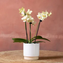 Phalaenopsis 'Livorno' -Deals Green4Ever Store pl2000048822 card2 lg