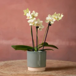 Phalaenopsis 'Livorno' -Deals Green4Ever Store pl2000048822 card3 lg