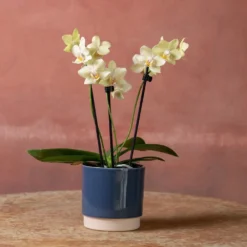 Phalaenopsis 'Livorno' -Deals Green4Ever Store pl2000048822 card4 lg