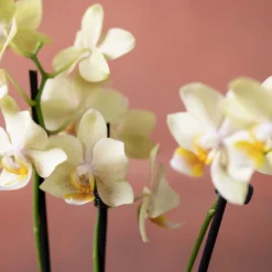 Phalaenopsis 'Livorno' -Deals Green4Ever Store pl2000048822 card6 lg